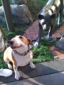 BBO  Poker Tables Mascot - Big Red